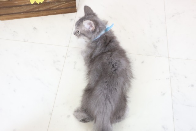 沖縄県のサイベリアン (Coo&RIKUイオン北谷店/2025年12月19日生まれ/男の子/ブルータビー)の子猫の4枚目の画像