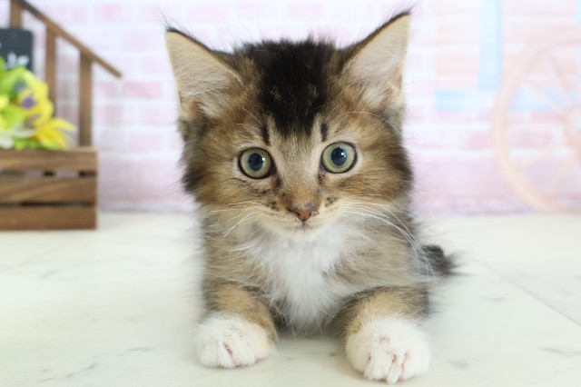 岡山県のサイベリアン (Coo&RIKU岡山店/2025年12月19日生まれ/男の子/ブラウンティックドタビーホワイト)の子猫の1枚目の画像