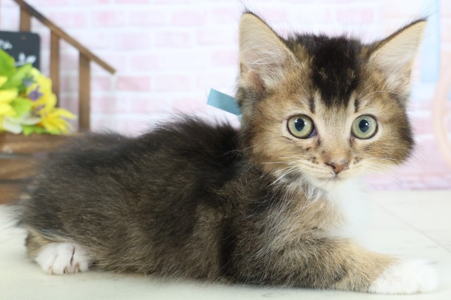 岡山県のサイベリアン (Coo&RIKU岡山店/2025年12月19日生まれ/男の子/ブラウンティックドタビーホワイト)の子猫の2枚目の画像