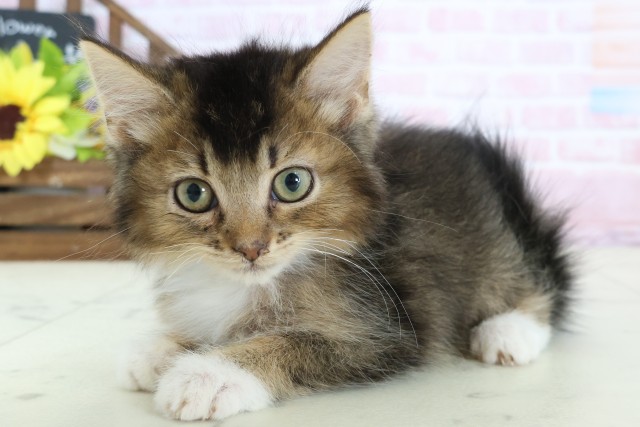 岡山県のサイベリアン (Coo&RIKU岡山店/2025年12月19日生まれ/男の子/ブラウンティックドタビーホワイト)の子猫の3枚目の画像