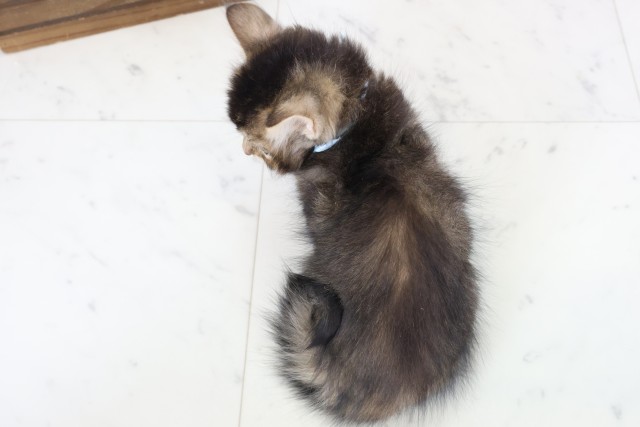 岡山県のサイベリアン (Coo&RIKU岡山店/2025年12月19日生まれ/男の子/ブラウンティックドタビーホワイト)の子猫の4枚目の画像