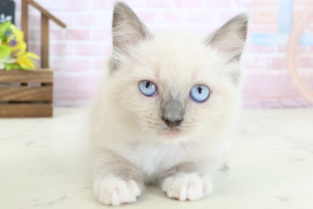 広島県のラグドール (Coo&RIKU広島中央店/2026年1月10日生まれ/女の子/ブルーポイント)の子猫