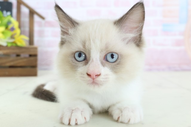 広島県のラグドール (Coo&RIKU東広島店/2026年1月15日生まれ/男の子/シールポイントバイカラー)の子猫