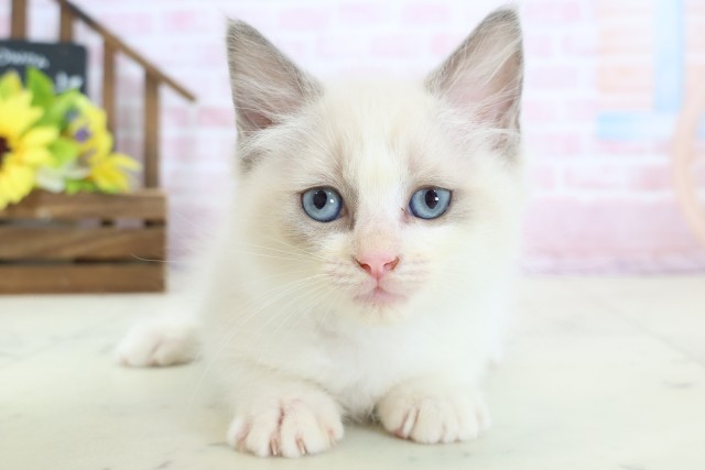 広島県のラグドール (Coo&RIKU福山店/2026年1月15日生まれ/男の子/ブルーポイントバイカラー)の子猫
