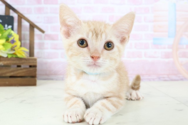 高知県のアメリカンショートヘアー (Coo&RIKU高知御座店/2025年12月27日生まれ/男の子/クリームタビー)の子猫の1枚目の画像