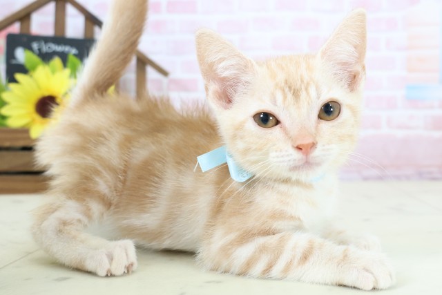 高知県のアメリカンショートヘアー (Coo&RIKU高知御座店/2025年12月27日生まれ/男の子/クリームタビー)の子猫の2枚目の画像