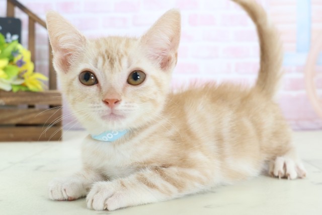 高知県のアメリカンショートヘアー (Coo&RIKU高知御座店/2025年12月27日生まれ/男の子/クリームタビー)の子猫の3枚目の画像