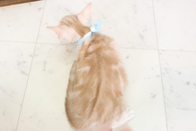 高知県のアメリカンショートヘアー (Coo&RIKU高知御座店/2025年12月27日生まれ/男の子/クリームタビー)の子猫の4枚目の画像