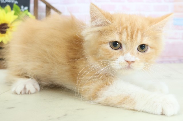 広島県のラガマフィン (Coo&RIKU広島中央店/2025年11月29日生まれ/男の子/レッドタビーホワイト)の子猫の2枚目の画像