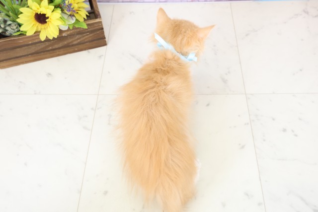 広島県のラガマフィン (Coo&RIKU広島中央店/2025年11月29日生まれ/男の子/レッドタビーホワイト)の子猫の4枚目の画像