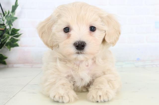 広島県のマルプー(マルチーズ×プードル) (Coo&RIKU広島北店/2026年1月17日生まれ/男の子/クリーム)の子犬の1枚目の画像