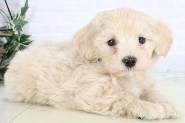 広島県のマルプー(マルチーズ×プードル) (Coo&RIKU広島北店/2026年1月17日生まれ/男の子/クリーム)の子犬の2枚目の画像