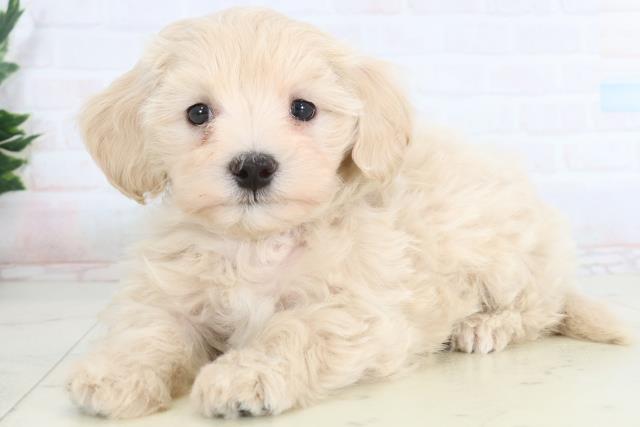 広島県のマルプー(マルチーズ×プードル) (Coo&RIKU広島北店/2026年1月17日生まれ/男の子/クリーム)の子犬の3枚目の画像