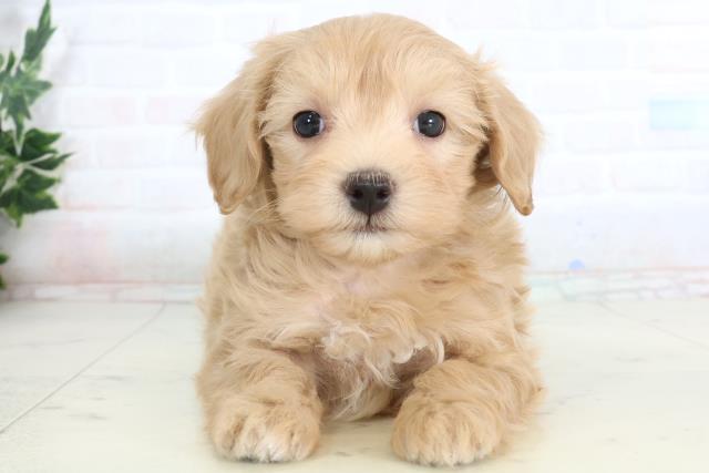 沖縄県のマルプー(マルチーズ×プードル) (Coo&RIKUイーアス沖縄豊崎店/2026年1月17日生まれ/女の子/クリーム)の子犬の1枚目の画像