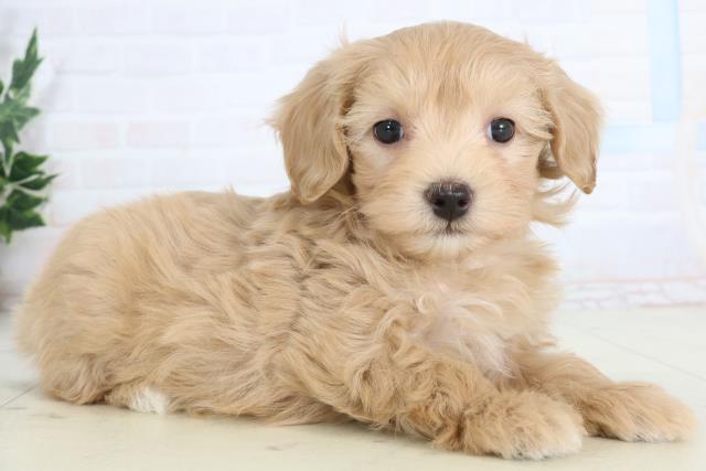 沖縄県のマルプー(マルチーズ×プードル) (Coo&RIKUイーアス沖縄豊崎店/2026年1月17日生まれ/女の子/クリーム)の子犬の2枚目の画像