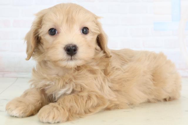 沖縄県のマルプー(マルチーズ×プードル) (Coo&RIKUイーアス沖縄豊崎店/2026年1月17日生まれ/女の子/クリーム)の子犬の3枚目の画像