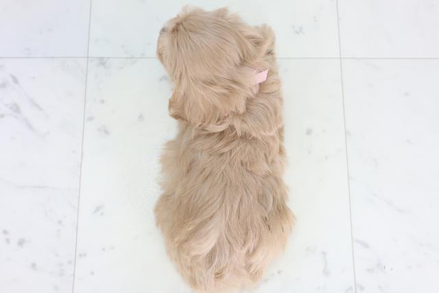 沖縄県のマルプー(マルチーズ×プードル) (Coo&RIKUイーアス沖縄豊崎店/2026年1月17日生まれ/女の子/クリーム)の子犬の4枚目の画像