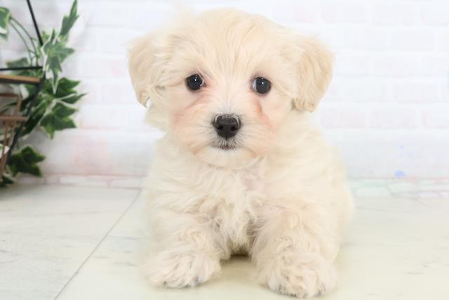 愛媛県のマルプー(マルチーズ×プードル) (Coo&RIKUイオンタウン川之江店/2026年1月17日生まれ/女の子/クリーム)の子犬の1枚目の画像