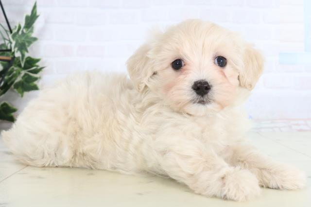 愛媛県のマルプー(マルチーズ×プードル) (Coo&RIKUイオンタウン川之江店/2026年1月17日生まれ/女の子/クリーム)の子犬の2枚目の画像
