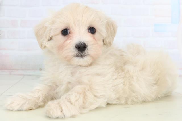 愛媛県のマルプー(マルチーズ×プードル) (Coo&RIKUイオンタウン川之江店/2026年1月17日生まれ/女の子/クリーム)の子犬の3枚目の画像