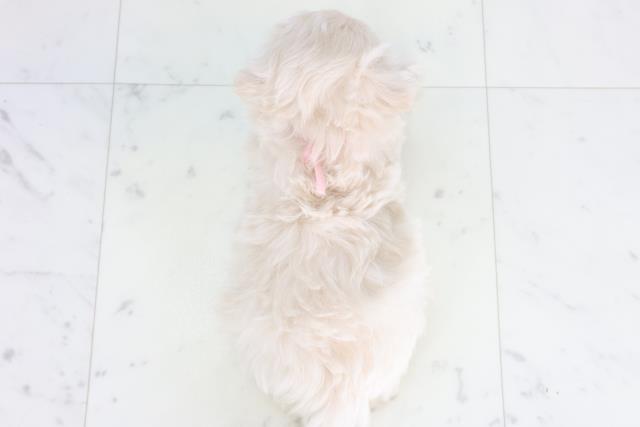 愛媛県のマルプー(マルチーズ×プードル) (Coo&RIKUイオンタウン川之江店/2026年1月17日生まれ/女の子/クリーム)の子犬の4枚目の画像
