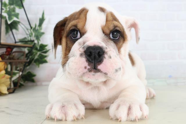 山口県のブルドッグ (Coo&RIKUシーモール下関店/2026年1月16日生まれ/女の子/レッドホワイト)の子犬の1枚目の画像