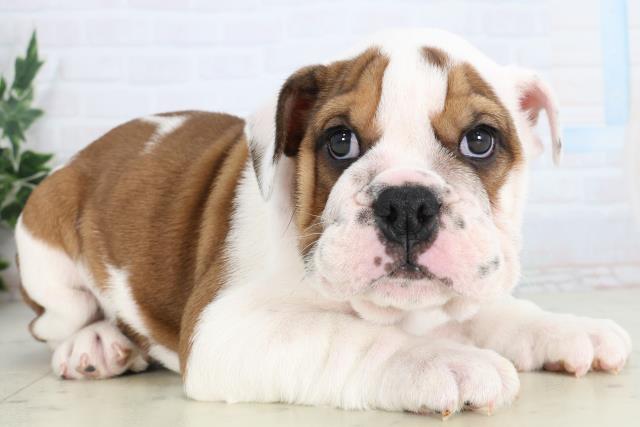 山口県のブルドッグ (Coo&RIKUシーモール下関店/2026年1月16日生まれ/女の子/レッドホワイト)の子犬の2枚目の画像