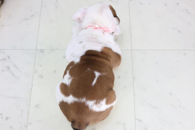 山口県のブルドッグ (Coo&RIKUシーモール下関店/2026年1月16日生まれ/女の子/レッドホワイト)の子犬の4枚目の画像