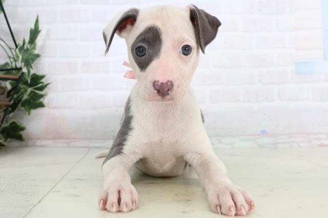 イタリアングレーハウンド