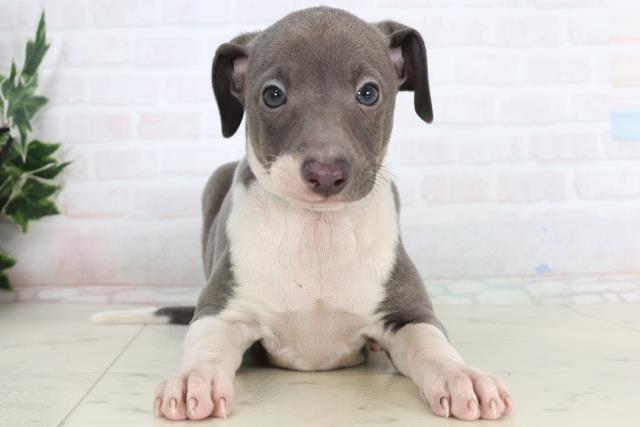 広島県のイタリアングレーハウンド (Coo&RIKUゆめタウン大竹店/2026年1月16日生まれ/男の子/ブルーホワイト)の子犬