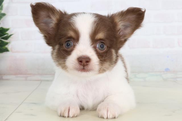 チワワ（ロングコート）