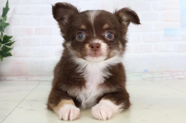 新潟県のチワワ(ロング) (Coo&RIKUイオンモール新発田店/2026年1月18日生まれ/女の子/チョコレートタンホワイト)の子犬