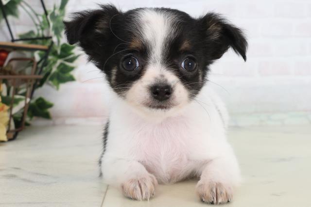 チワワ（ロングコート）