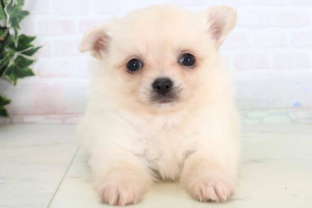 チワワ（ロングコート）