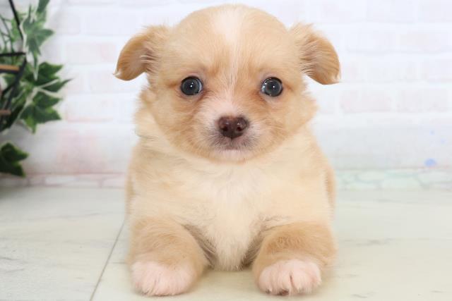 チワワ（ロングコート）