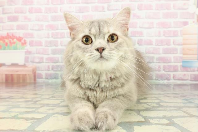 青森県のサイベリアン (Coo&RIKU青森店/2025年5月13日生まれ/女の子/ブルーパッチドタビー)の子猫の1枚目の画像