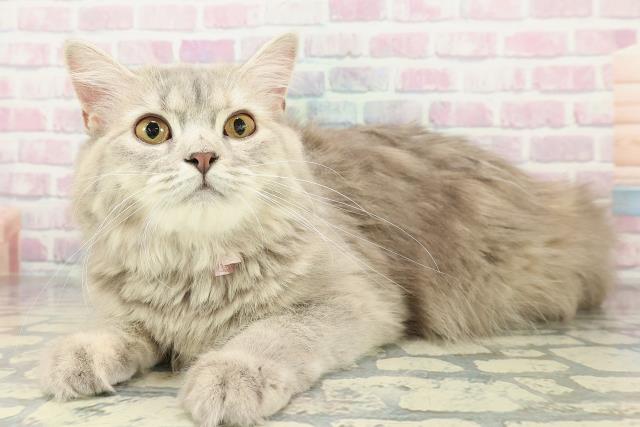 青森県のサイベリアン (Coo&RIKU青森店/2025年5月13日生まれ/女の子/ブルーパッチドタビー)の子猫の2枚目の画像