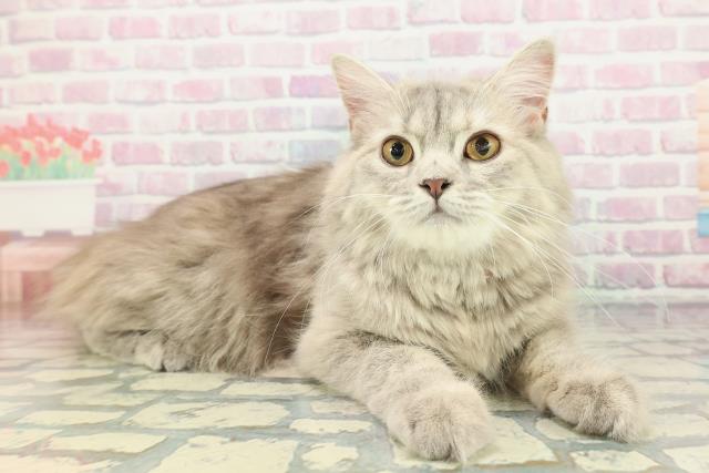 青森県のサイベリアン (Coo&RIKU青森店/2025年5月13日生まれ/女の子/ブルーパッチドタビー)の子猫の3枚目の画像