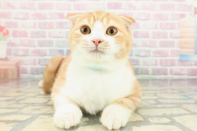 スコティッシュフォールド