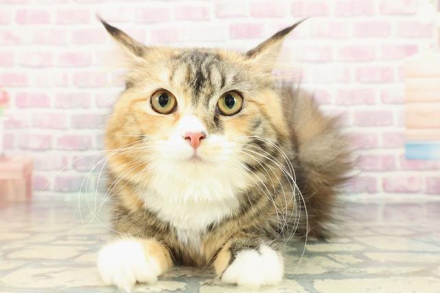 北海道のサイベリアン (Coo&RIKU札幌西店/2025年8月10日生まれ/女の子/ブラウンパッチドタビーホワイト)の子猫の1枚目の画像