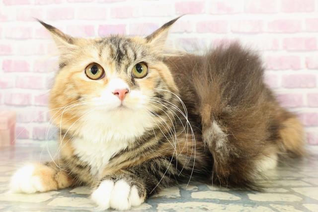 北海道のサイベリアン (Coo&RIKU札幌西店/2025年8月10日生まれ/女の子/ブラウンパッチドタビーホワイト)の子猫の2枚目の画像