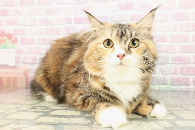 北海道のサイベリアン (Coo&RIKU札幌西店/2025年8月10日生まれ/女の子/ブラウンパッチドタビーホワイト)の子猫の3枚目の画像