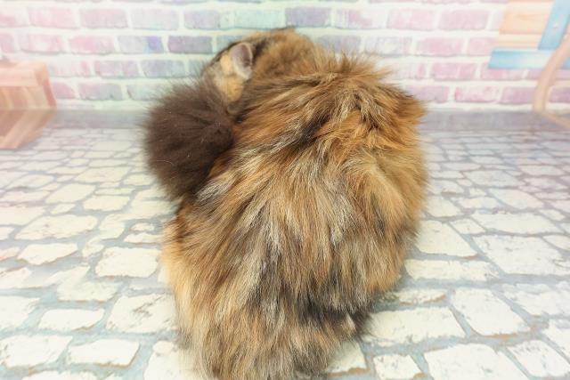 北海道のサイベリアン (Coo&RIKU札幌西店/2025年8月10日生まれ/女の子/ブラウンパッチドタビーホワイト)の子猫の4枚目の画像