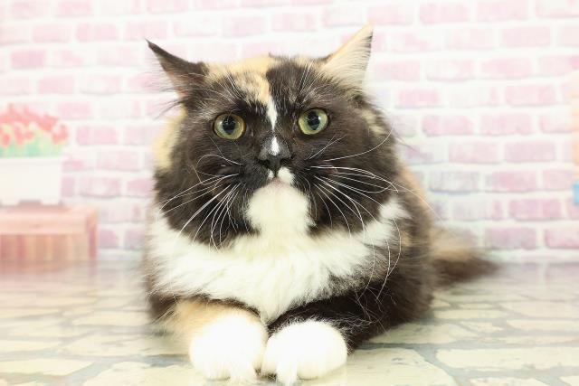 北海道のラガマフィン (Coo&RIKU旭川店/2025年7月11日生まれ/女の子/キャリコ)の子猫の1枚目の画像