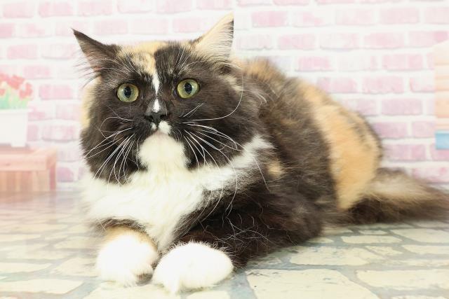 北海道のラガマフィン (Coo&RIKU旭川店/2025年7月11日生まれ/女の子/キャリコ)の子猫の2枚目の画像