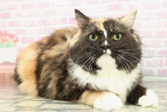 北海道のラガマフィン (Coo&RIKU旭川店/2025年7月11日生まれ/女の子/キャリコ)の子猫の3枚目の画像