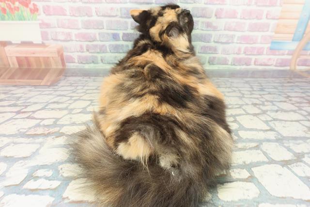 北海道のラガマフィン (Coo&RIKU旭川店/2025年7月11日生まれ/女の子/キャリコ)の子猫の4枚目の画像