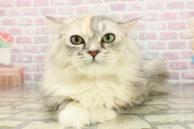 北海道のラガマフィン (Coo&RIKU帯広店/2025年7月11日生まれ/女の子/シルバーパッチドタビー)の子猫の1枚目の画像