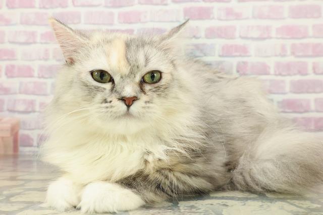 北海道のラガマフィン (Coo&RIKU帯広店/2025年7月11日生まれ/女の子/シルバーパッチドタビー)の子猫の2枚目の画像