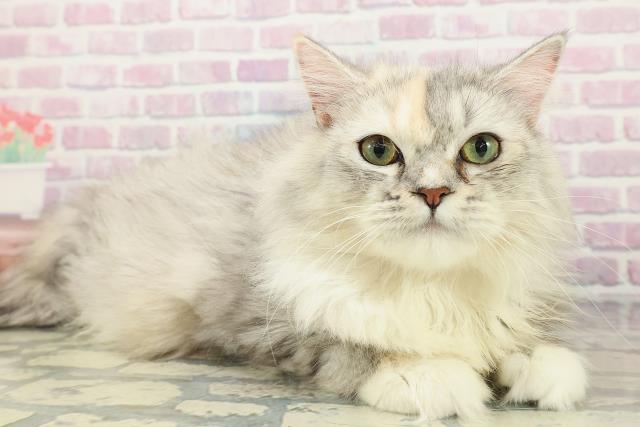 北海道のラガマフィン (Coo&RIKU帯広店/2025年7月11日生まれ/女の子/シルバーパッチドタビー)の子猫の3枚目の画像